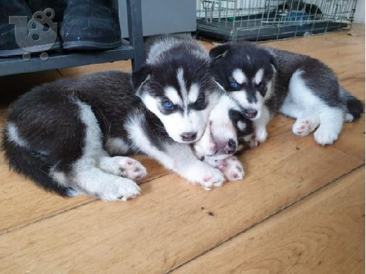 PoulaTo: Πωλούνται πανέμορφα κουτάβια Husky Siberian