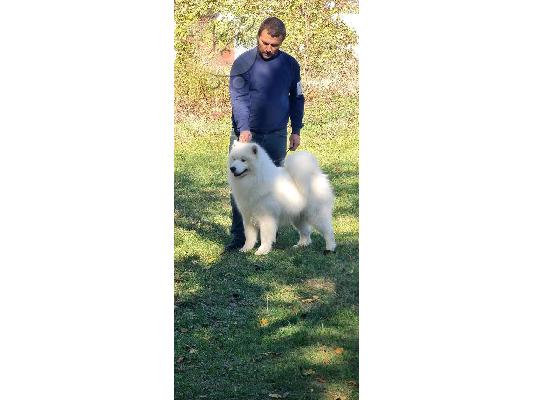 Samoyed κουτάβια