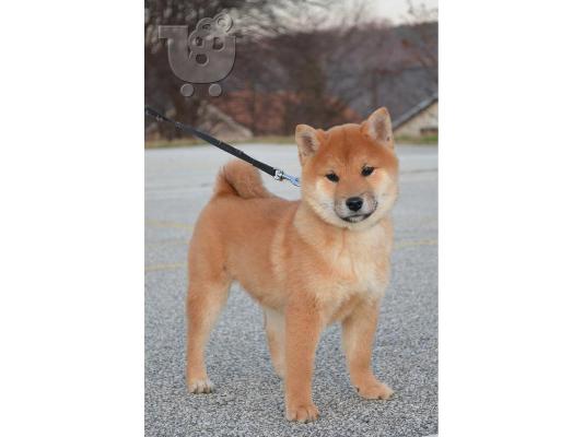 PoulaTo: Shiba Inu κουτάβια
