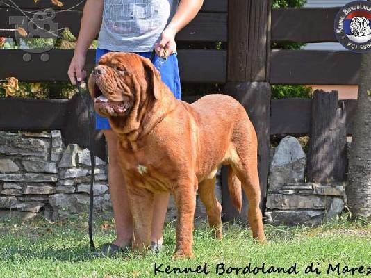 Dogue de Bordeaux