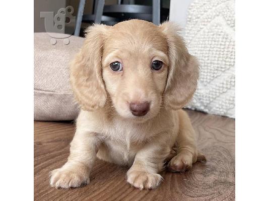 PoulaTo: Κουτάβια Dachshund