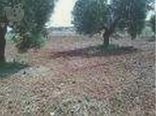 ΠΩΛΕΙΤΑΙ ΟΙΚΟΠΕΔΟ ΣΤΗΝ ΑΘΥΤΟ ΧΑΛΚΙΔΙΚΗΣ
