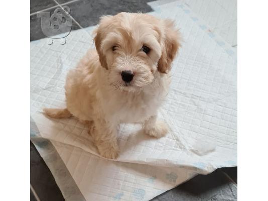 Cavapoo Red
