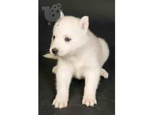 Siberian Husky Puppies