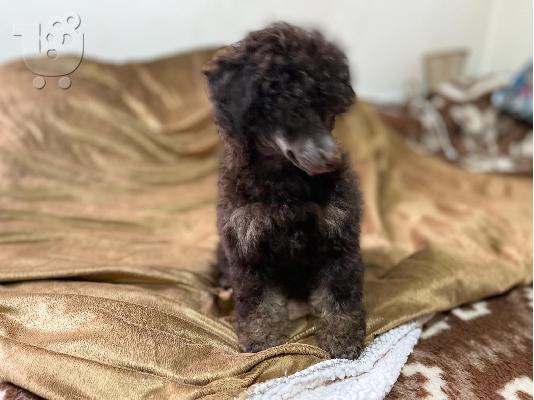 Μαύρα και καφέ, σοκολατί και καφέ Toy Poodle κουτάβια