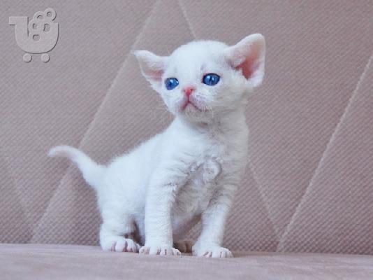 PoulaTo: Devon Rex Kittens