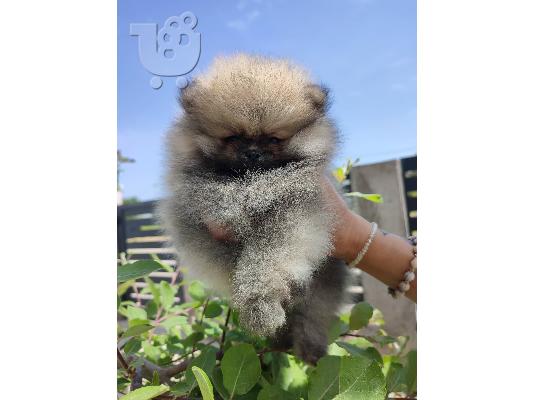 Pomeranian Spitz