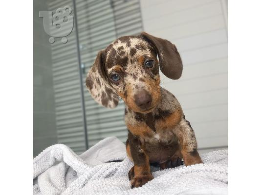 Dachshund Pup