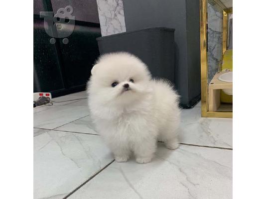 PoulaTo: Pomeranian Puppies Available