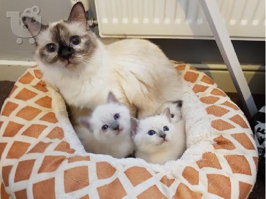 birman x ragdoll