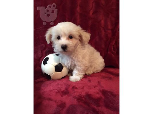 PoulaTo: Coton De Tulears Puppies