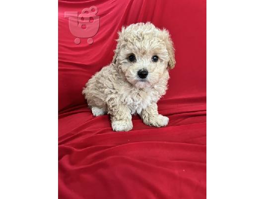 PoulaTo: Maltipoo Puppies