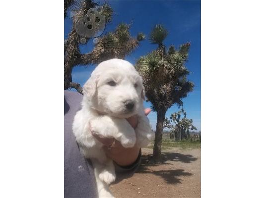 PoulaTo: Pyredoodle Puppies