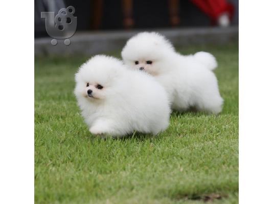 PoulaTo: Κουτάβια Pomeranian έτοιμα τώρα