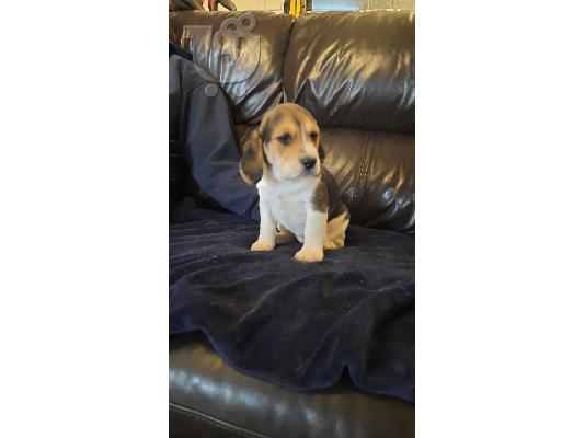PoulaTo: Διαθέσιμα κουτάβια Beagle.
