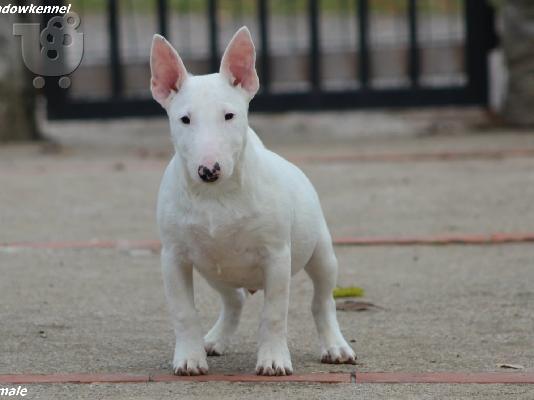 Ημι-Μίνι Bull Terrier κουτάβια