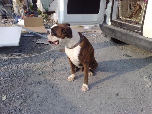 boxer κουταβι