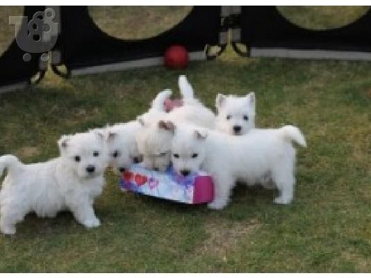 PoulaTo: West Highland White Terrier Puppies έτοιμα προς πώληση