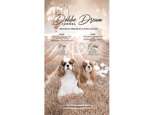 PoulaTo: King Charles Cavalier Spaniel