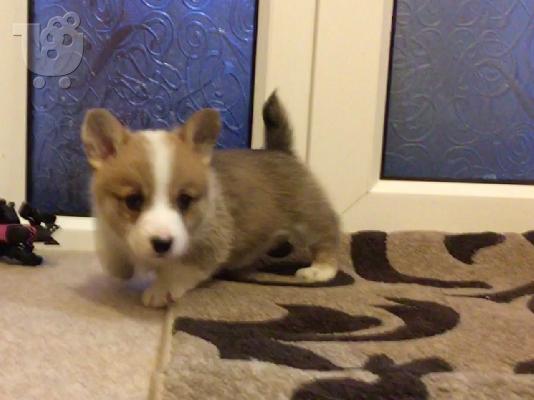 Πανέμορφα Pembroke Welsh Corgi Puppies Ready.