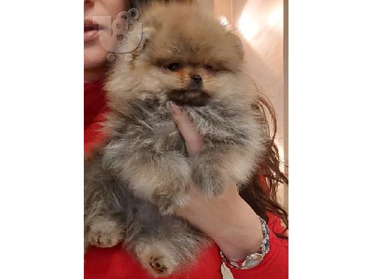 PoulaTo: Pomeranian