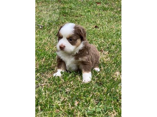 PoulaTo: Australian Shepherd Puppies Available