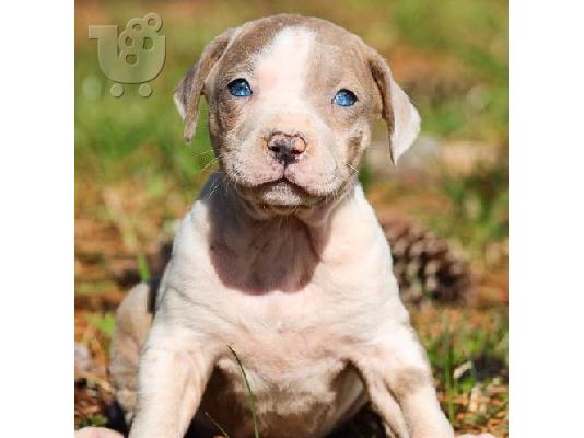 PoulaTo: Catahoula Leopard Puppies