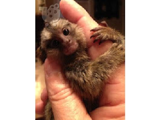 PoulaTo: baby marmoset για 300 €