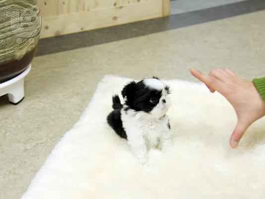 PoulaTo: κουτάβια shih tzu  / shih tzu