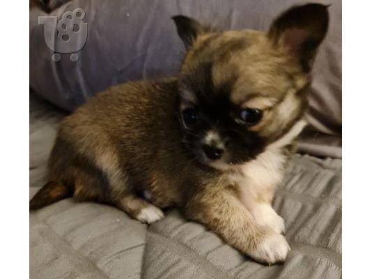 PoulaTo: Chihuahua Puppies  Available