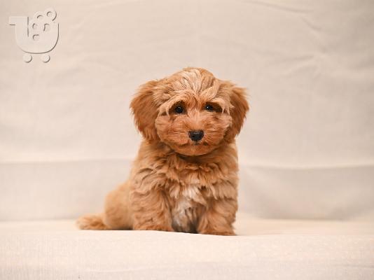 Havanese Bichon κουτάβια