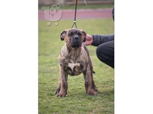 Κουτάβια Presa Canario