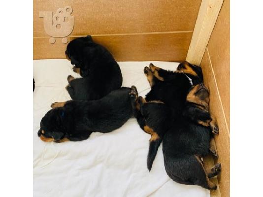 Beautiful Rottweiler puppy for sale     WhatsApp on +31684628354