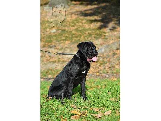 Κουτάβι θηλυκό Cane Corso προς πώληση