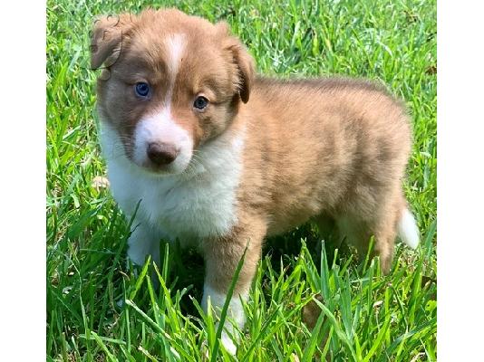 Border Collie Puppies