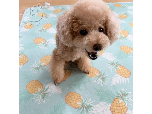 PoulaTo: toy Poodle Puppies