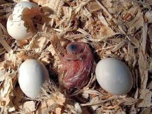 PoulaTo: PARROT AND Parrot Eggs – FERTILE PARROT EGG  FOR VERY CHEAP PRICES