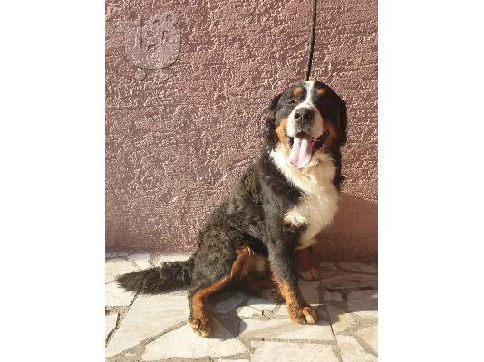 Ορεινός σκύλος Bernese