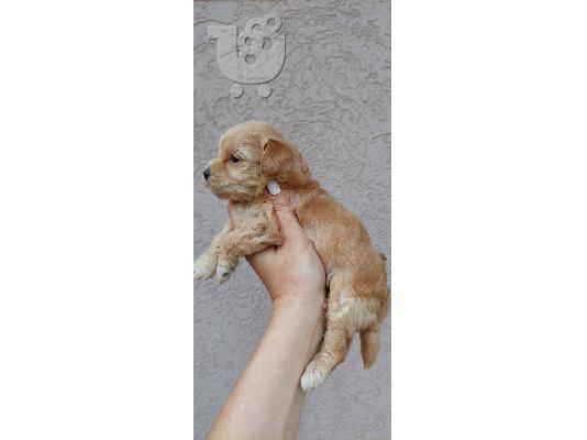 Maltipoo κουτάβια