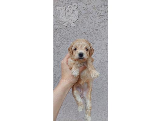 Maltipoo κουτάβια