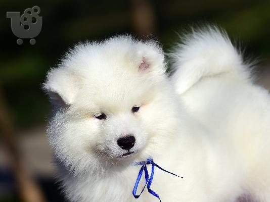 Samoyed κουτάβια