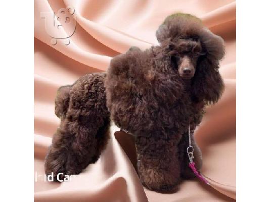 Κουτάβια Toy Poodle