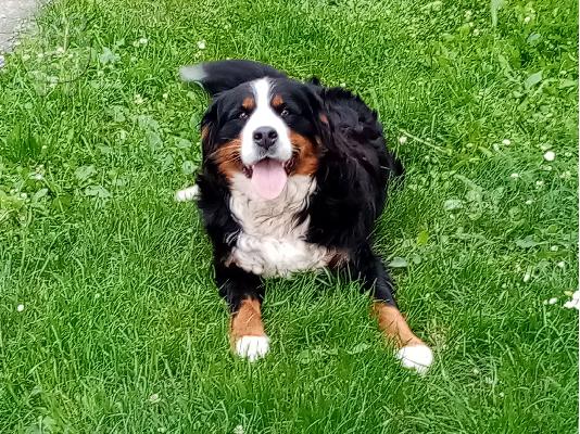 Ορεινός σκύλος Bernese