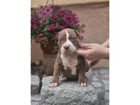 Κουτάβια American Bully XL προς πώληση