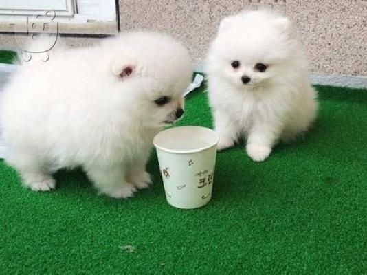 PoulaTo: Όμορφα κουτάβια Pomeranian για καλό σπίτι
