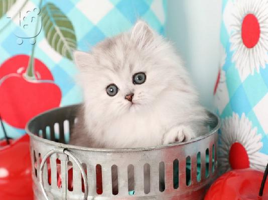 PoulaTo: persian Kittens for sale male and females