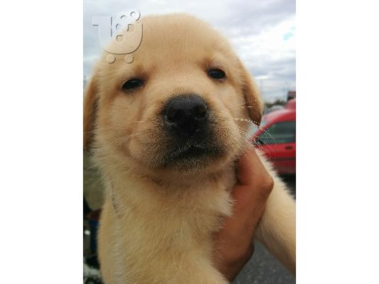 Labrador κουταβακια!!!