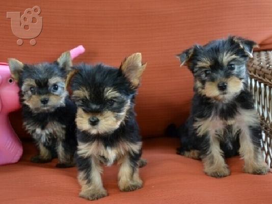 PoulaTo: Κουτάβια Yorkshire Terrier