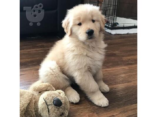 Κουτάβια Golden Retriever Ελεγμένα για την Υγεία τους