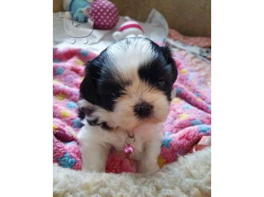 PoulaTo: Shih Tzu Puppies  Available